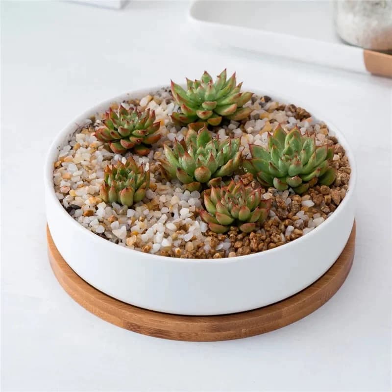 Pots de fleurs en céramique blanche minimaliste avec bambou, pot de bureau arrondi pour plantes succulentes, petits pots de bonsaï, jardinières vertes
