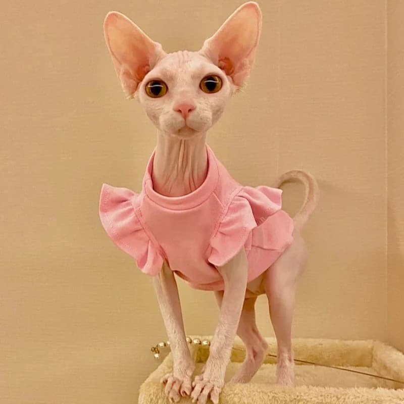 Sphynx – vêtements de luxe pour chat, robe fantaisie d'été pour chien, sans poils, petit bouledogue français, Costume pour chiot, chatons, gilet, 2021