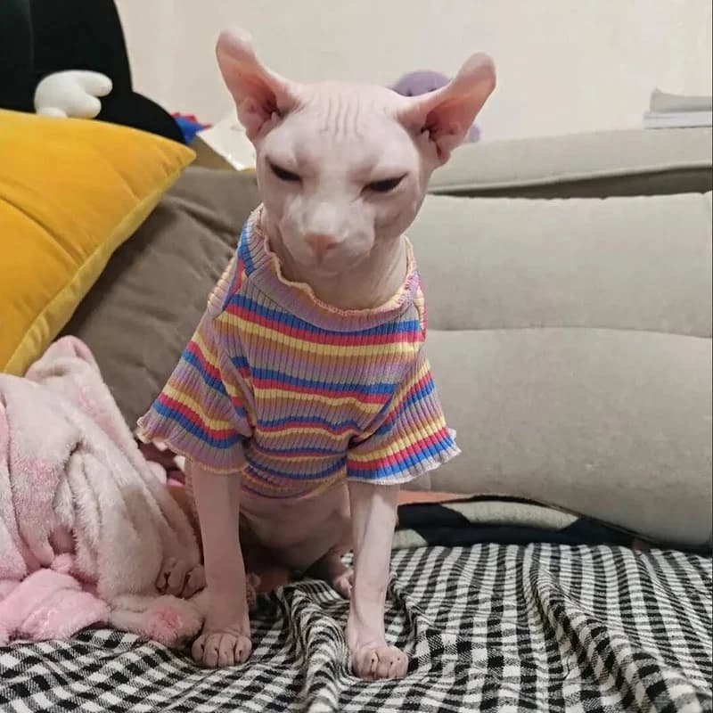 Vêtements de printemps en coton pour chats, vêtements pour animaux de compagnie, gilet à rayures douces pour chiots et chats Sphynx, Ubarnie Dla Kota