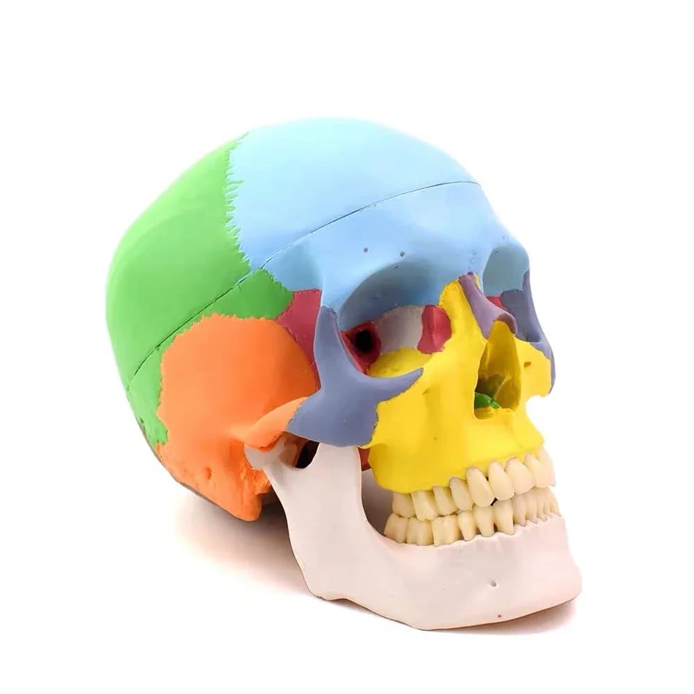 Modèle de crâne anatomique détachable grandeur nature, modèle de tête d'anatomie 3D simulée en couleur pour la dentisterie, avec dents complètes, pour l'enseignement et l'étude