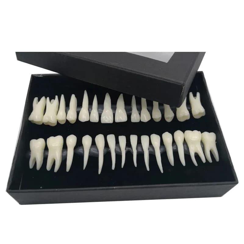 Modèle de dents monochromes en continu avec simulation de racines in vitro, fuchsia adulte standard, dentiste dentaire 28