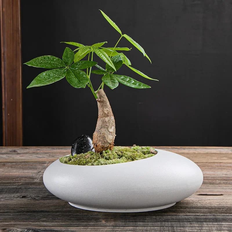 Grand pot de fleurs en céramique respirant pour micro-paysages et plantes en pot, idéal pour le bureau et le balcon