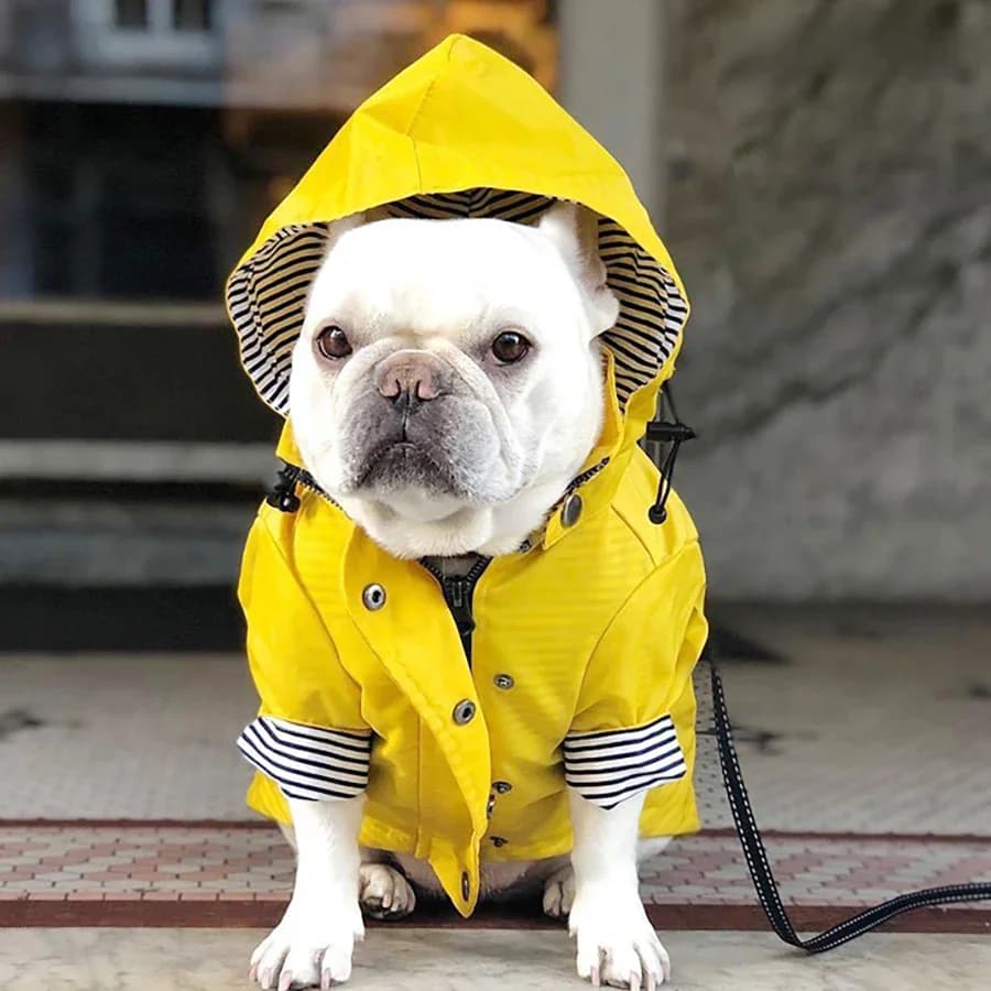 Manteau imperméable pour chien, veste imperméable pour petits, moyens et grands chiens, chats, imperméable, sweat à capuche de Sport, Popa Perro, vêtements à la mode pour animaux de compagnie