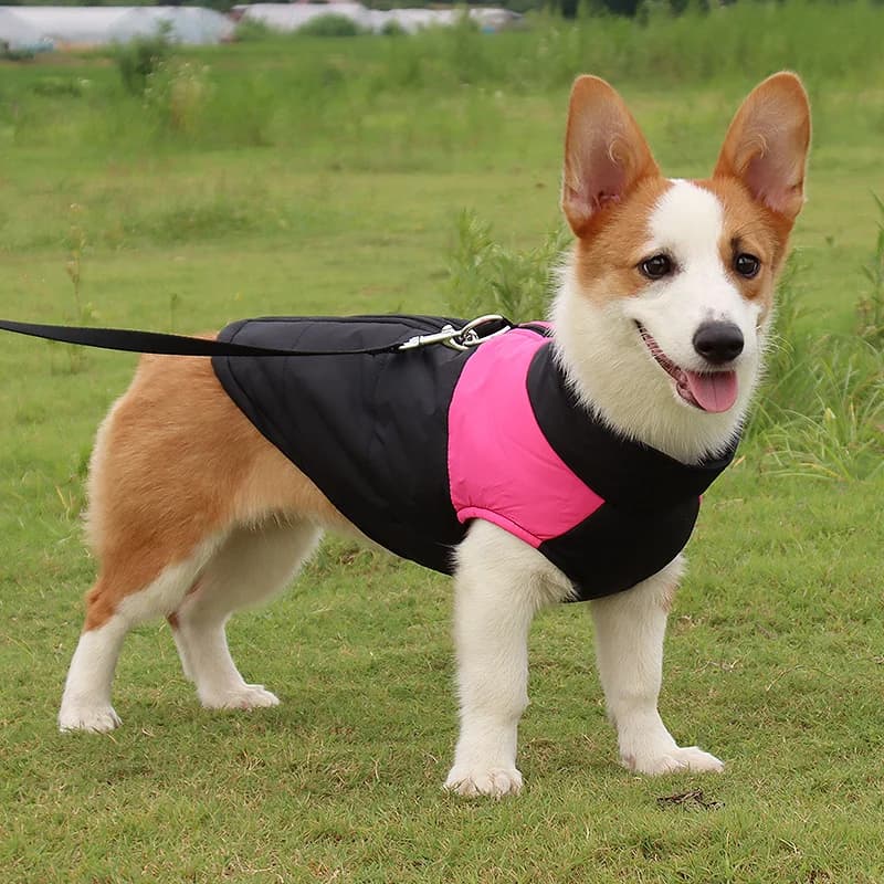 Veste imperméable pour grands chiens, vêtements chauds d'hiver pour animaux de compagnie, manteau pour petits et grands chiots