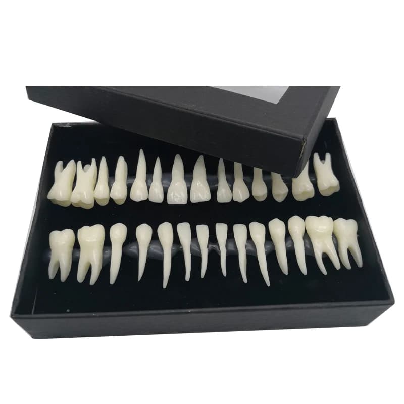 Modèle de dents monochromes en continu avec simulation de racines in vitro, fuchsia adulte standard, dentiste dentaire 28
