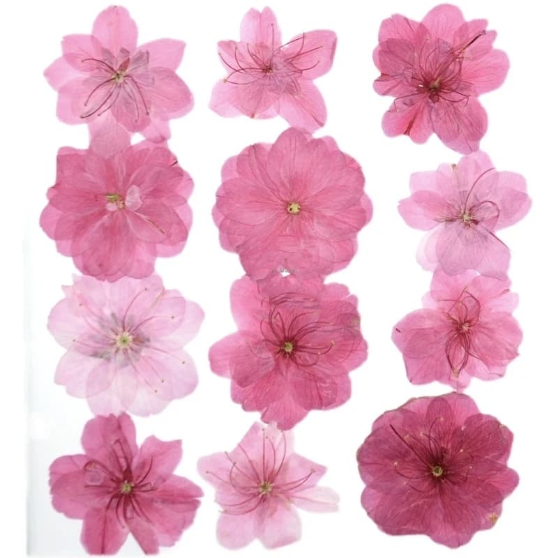 120 pièces de fleurs séchées pressées mixtes, fleurs de cerisier naturelles, herbarium, résine époxy, fabrication de bijoux, maquillage, art des ongles, artisanat DIY