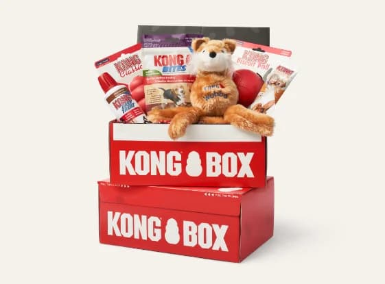 KONG BOX pour chiot, Fit, 2-9kg