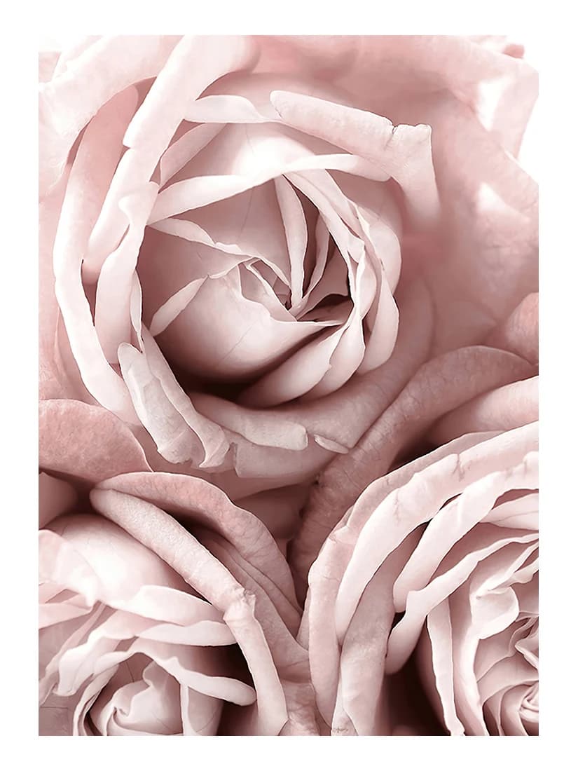 Image murale scandinave, décor de salon, affiche de fleurs, pivoine imprimée Roses, peinture sur toile florale