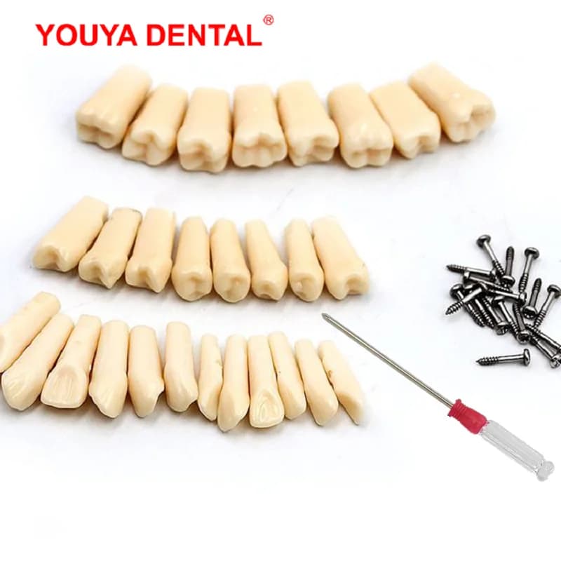 28/32pc modèle de dents dentaires pour la préparation de la pratique du technicien dentaire dent amovible compatible modèle de formation en dentisterie Nissin