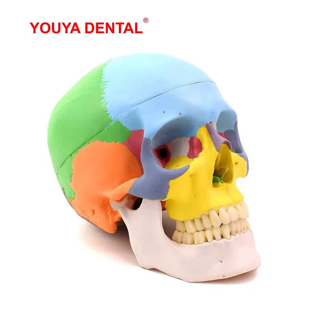 Modèle de crâne anatomique détachable grandeur nature, modèle de tête d'anatomie 3D simulée en couleur pour la dentisterie, avec dents complètes, pour l'enseignement et l'étude