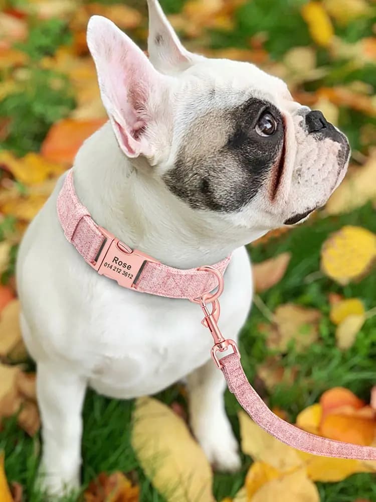 Collier en nylon personnalisé pour chien, nom gravé, ID, réglable, petit, moyen, grand chien, Chihuahua, Pitbull