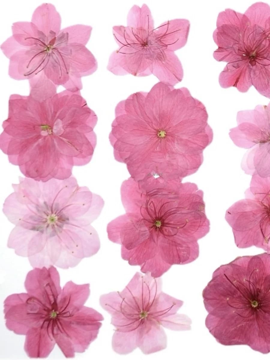 120 pièces de fleurs séchées pressées mixtes, fleurs de cerisier naturelles, herbarium, résine époxy, fabrication de bijoux, maquillage, art des ongles, artisanat DIY