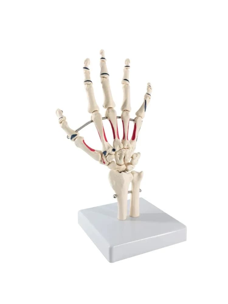 Main humaine en taille réelle avec modèle d'anatomie des muscles peints, squelette, outil médical d'apprentissage d'anatomie
