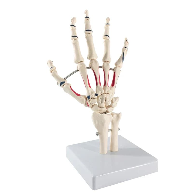 Main humaine en taille réelle avec modèle d'anatomie des muscles peints, squelette, outil médical d'apprentissage d'anatomie