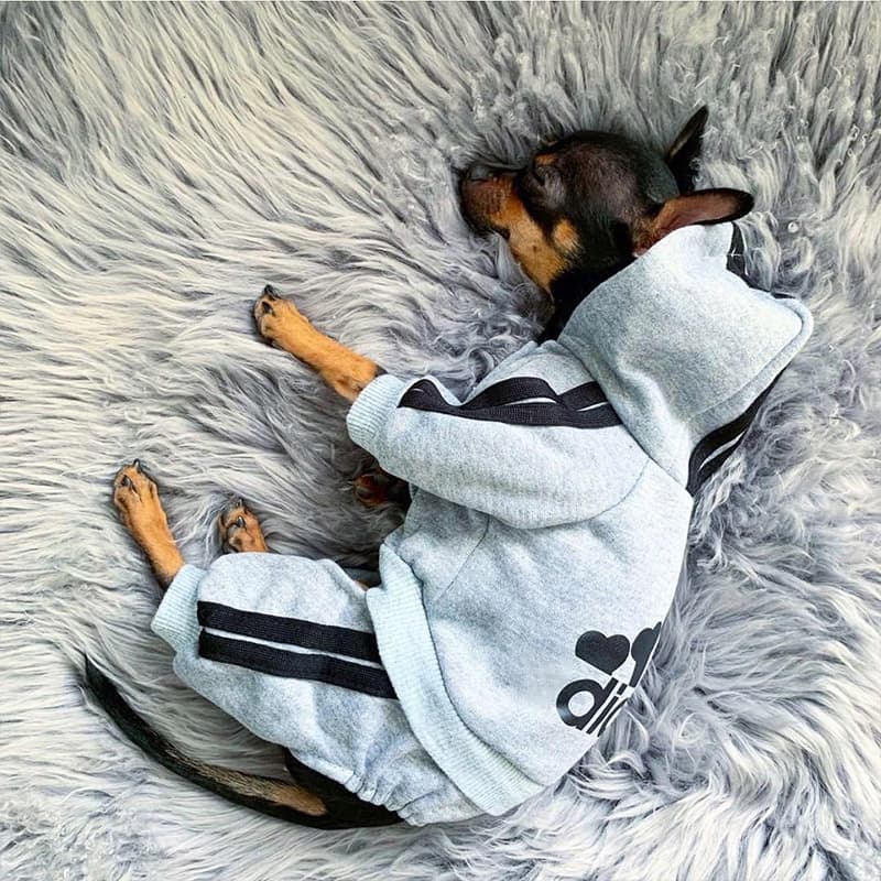 Pet Dog Clothes fo Small Dogs Fench Bulldog Winte Puppy Costume Chihuahua Pug Pets Cat Hoodie Sweate Jacket