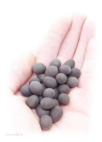 25 grammes de graines de Lotus sacré (Nelumbo nucifera) soit environ 25 graines brutes, non percées, non traitées, viables, récoltées en Inde