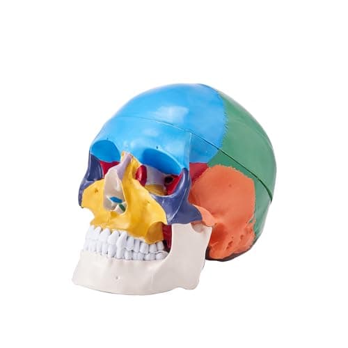 VEVOR Modèle de Crâne Humain 1:1 de Grandeur Nature Coloré Crâne Anatomique 3 Parties Détachables en PVC pour Enseignement Médical Recherche Apprentissage Présentation Anatomie École 21,5x13x16 cm