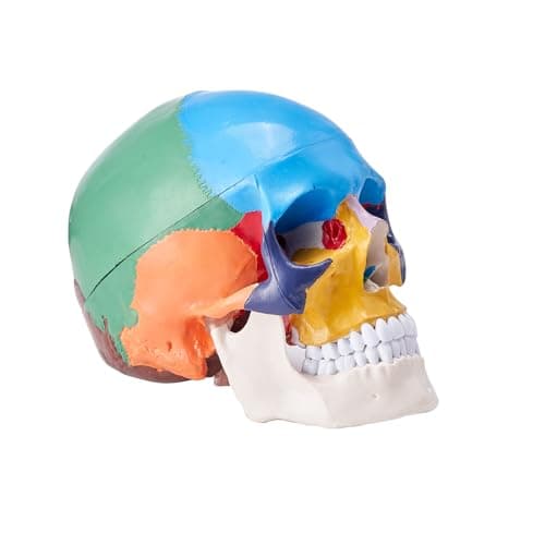 VEVOR Modèle de Crâne Humain 1:1 de Grandeur Nature Coloré Crâne Anatomique 3 Parties Détachables en PVC pour Enseignement Médical Recherche Apprentissage Présentation Anatomie École 21,5x13x16 cm