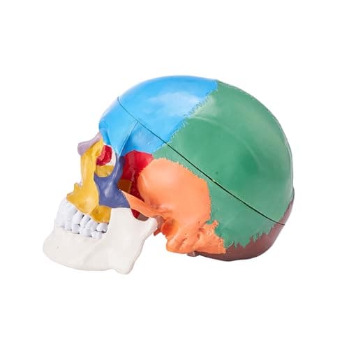 VEVOR Modèle de Crâne Humain 1:1 de Grandeur Nature Coloré Crâne Anatomique 3 Parties Détachables en PVC pour Enseignement Médical Recherche Apprentissage Présentation Anatomie École 21,5x13x16 cm