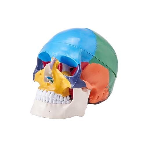 VEVOR Modèle de Crâne Humain 1:1 de Grandeur Nature Coloré Crâne Anatomique 3 Parties Détachables en PVC pour Enseignement Médical Recherche Apprentissage Présentation Anatomie École 21,5x13x16 cm