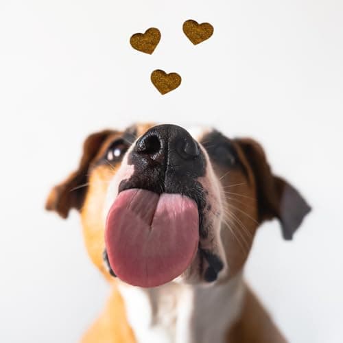 BESTI - Digestion | 75 Compléments Alimentaires Premium pour Chiens | Probiotiques, Prébiotiques, Postbiotiques | Flore Intestinale | Marque Française - Formule Vétérinaire | Au Poulet | 300 GR