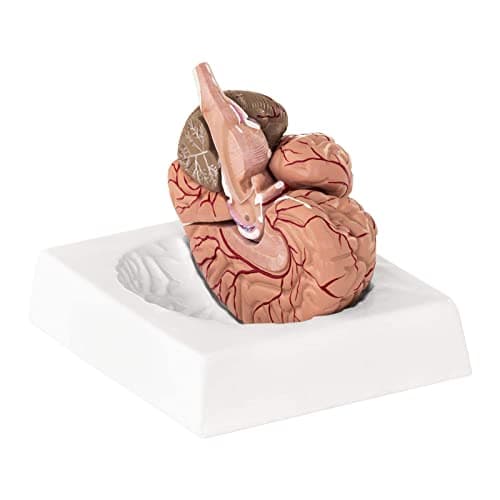 Physa Maquette Anatomique Cerveau Humain Sectionné Modèle Artère PHY-BM-1 (9 Pièces, Socle, Démontable, Plastique Colorisé)