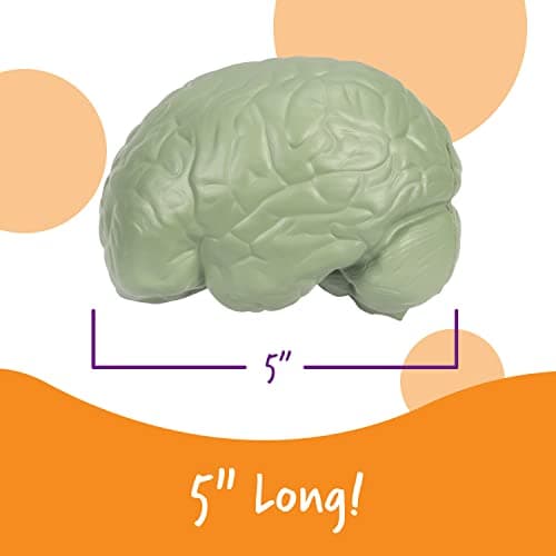 Learning Resources Modèle de cerveau en coupe en mousse souple