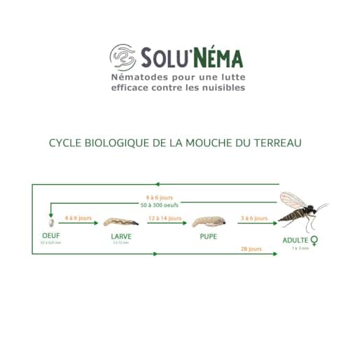 SOLUNEMA - Nématodes SF Contre Les Mouches du Terreau 5 millions - Formulation Gel Longue Durée pour traiter de 20 à 25 pots - Traitement biologique et efficace - efficacé redoutable