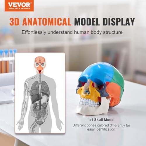 VEVOR Modèle de Crâne Humain 1:1 de Grandeur Nature Coloré Crâne Anatomique 3 Parties Détachables en PVC pour Enseignement Médical Recherche Apprentissage Présentation Anatomie École 21,5x13x16 cm