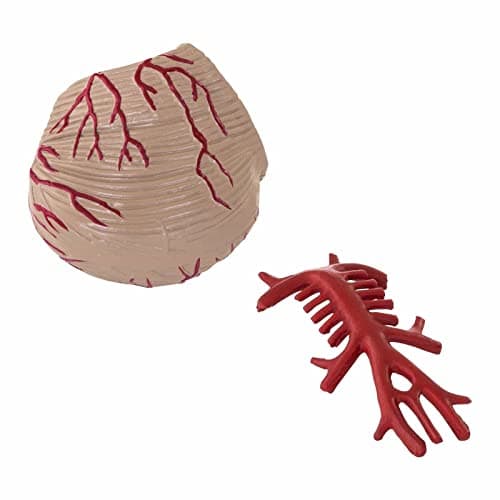 Physa Maquette Anatomique Cerveau Humain Sectionné Modèle Artère PHY-BM-1 (9 Pièces, Socle, Démontable, Plastique Colorisé)