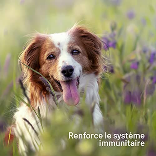 Huile de Saumon pour Chien et Chat 1 Litre - Saumon de NORVÈGE 100% Naturelle - Pressé à Froid - Riche en Omega 3+6+9 et Vitamine E | Pratique doseur (Rouge)