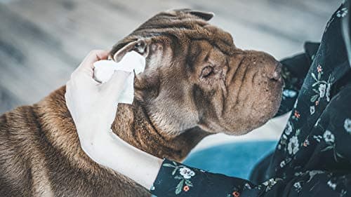 Vetocanis Lingettes Nettoyantes Chien et Chat x72 , Lingettes nettoyantes Oreilles, Yeux et Pattes de Chien et Chat Toutes Races et Tous Âges , Formule à base d'Actifs Végétaux, grand