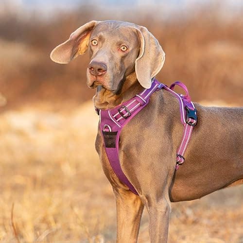 TRUE LOVE Harnais pour Chien No Pull Nylon Souple Réfléchissant Réglable pour Petit Grand Animal Domestique TLH56512(XL, Violet)