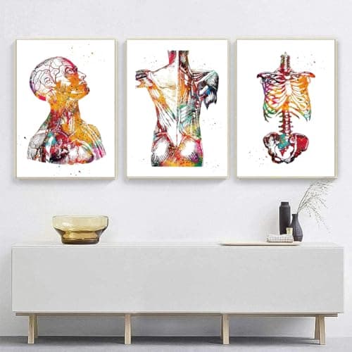 Lot de 3 posters d'anatomie - Motif cœur et cerveau - Poster d'anatomie humaine - Pour hôpital - Art mural - Sans cadre - B, 50 x 70 cm x 3