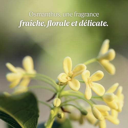 L'OCCITANE - Lait Corps Osmanthus - 250 ml - Fabriqué en France