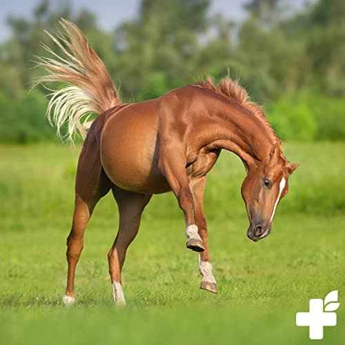 ReaVET Kidney Liquid pour Chevaux 1L - Mélange à Base de Plantes 100% Naturel pour Soutenir la Fonction rénale, pour Les problèmes métaboliques, pour Le Foie et Les Reins surchargés