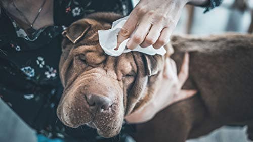Vetocanis Lingettes Nettoyantes Chien et Chat x72 , Lingettes nettoyantes Oreilles, Yeux et Pattes de Chien et Chat Toutes Races et Tous Âges , Formule à base d'Actifs Végétaux, grand