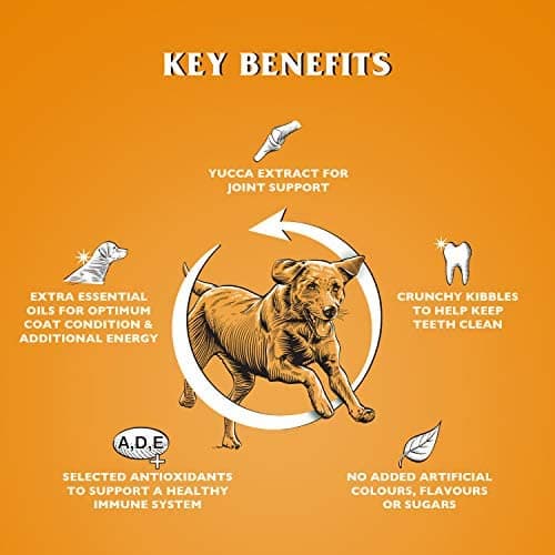 Dr John Gold Complete Croquettes pour Chien Poulet aux légumes 15 kg