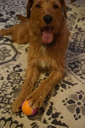 Aimé - Balle pour Chien 5 en 1 Saveur Bœuf - Jouet Interactif/Éducatif pour Développer et Stimuler les 5 Sens - Résistant Toutes Races et Tous Âges - Balle 6 cm