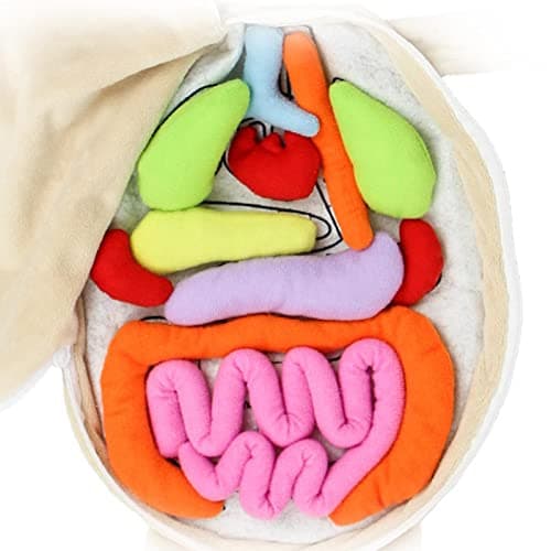 Poupée D'organe du Corps Humain, Jouet D'anatomie 3D Poupée D'anatomie Modèle, Jouet Cognitif Éducatif Physiologique Aides
