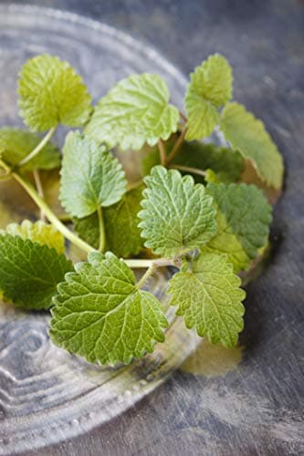 MÉLISSE bio française 100ml | Solution buvable de plantes fraîches | Digestion | Origine France certifiée | Certifié AB | Laboratoire SYNERGIA