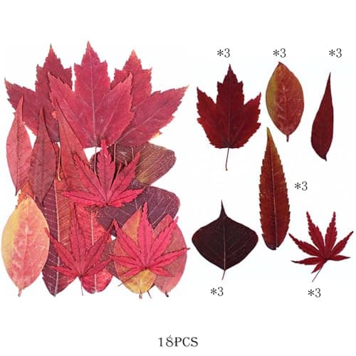 Cayway 73 Pièce Feuille D'érable Rouge Fleur Pressée Naturelle, Fleurs Pressé Séchées Naturelles Florales Naturelles Feuille de Fleurs Pressées pour Bricolage Résine Bijoux