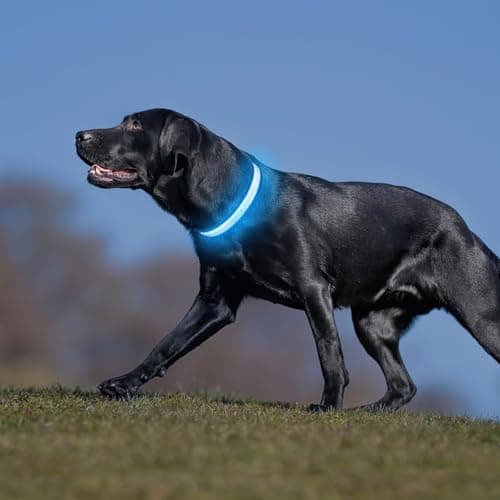 PcEoTllar Collier Lumineux Chien, Collier Chien LED Rechargeable et Etanche Clignotant, Collier Chien Fluorescent avec 7 Couleurs, Sécurité avec Réglable pour Petits Moyens Gros Chiens, Bleu-M