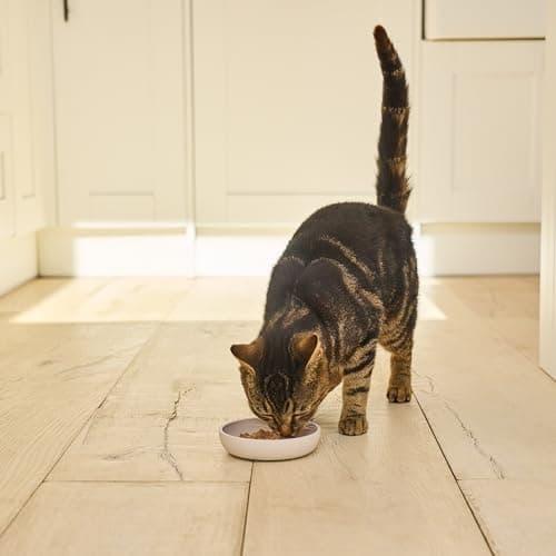 Lily’s Kitchen Fabriqué à partir d’ingrédients naturels Barquette de pâtée pour chats adultes Poisson bio Recettes sans céréales 19 x 85g