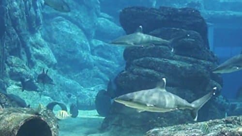 Peaceful Aquarium HD