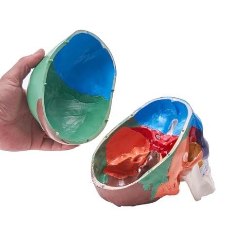 VEVOR Modèle de Crâne Humain 1:1 de Grandeur Nature Coloré Crâne Anatomique 3 Parties Détachables en PVC pour Enseignement Médical Recherche Apprentissage Présentation Anatomie École 21,5x13x16 cm