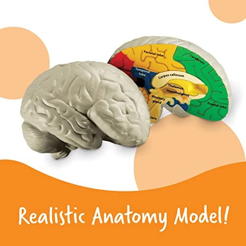 Learning Resources Modèle de cerveau en coupe en mousse souple