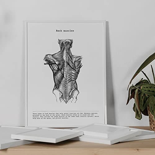 Nacnic Ensemble de 3 affiches d'anatomie en noir et blanc avec des images du corps humain. Pack de fiches sur la biologie avec Bras, Jambe et Dos. Format A4. Sans cadre.