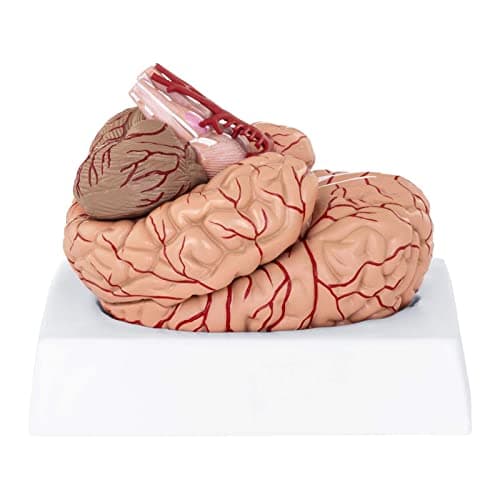 Physa Maquette Anatomique Cerveau Humain Sectionné Modèle Artère PHY-BM-1 (9 Pièces, Socle, Démontable, Plastique Colorisé)