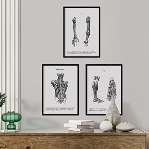 Nacnic Ensemble de 3 affiches d'anatomie en noir et blanc avec des images du corps humain. Pack de fiches sur la biologie avec Bras, Jambe et Dos. Format A4. Sans cadre.